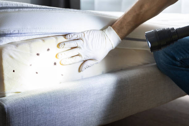 Best Mosquito Control Services  in Old River Winfree, TX