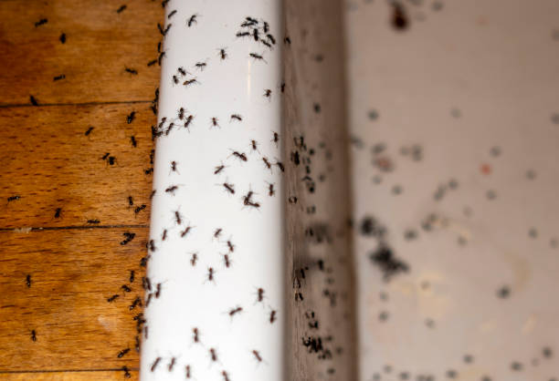 Best Termite Control Services  in Old River Winfree, TX
